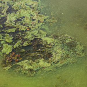 Pond Algae Control